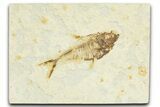 Bargain, Fossil Fish (Diplomystus) - Wyoming #367588-1